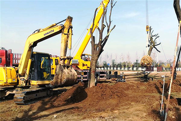 園林公司秋冬季種植工作火熱開(kāi)展