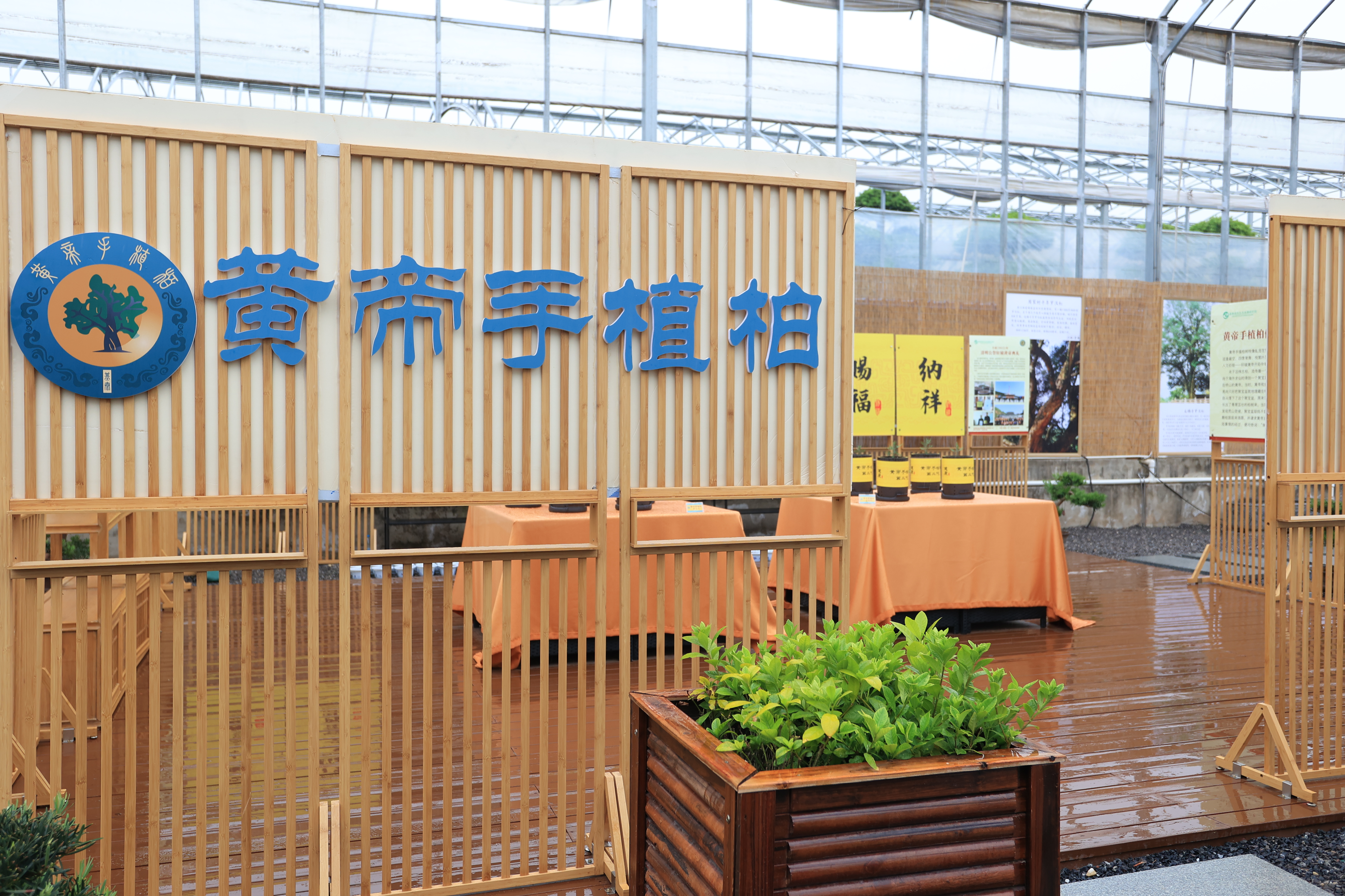 黃帝手植柏培育進(jìn)展