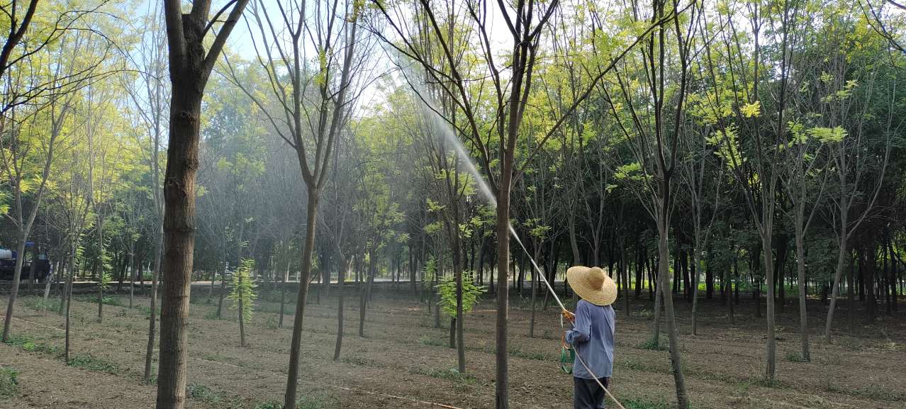 防治美國白蛾！