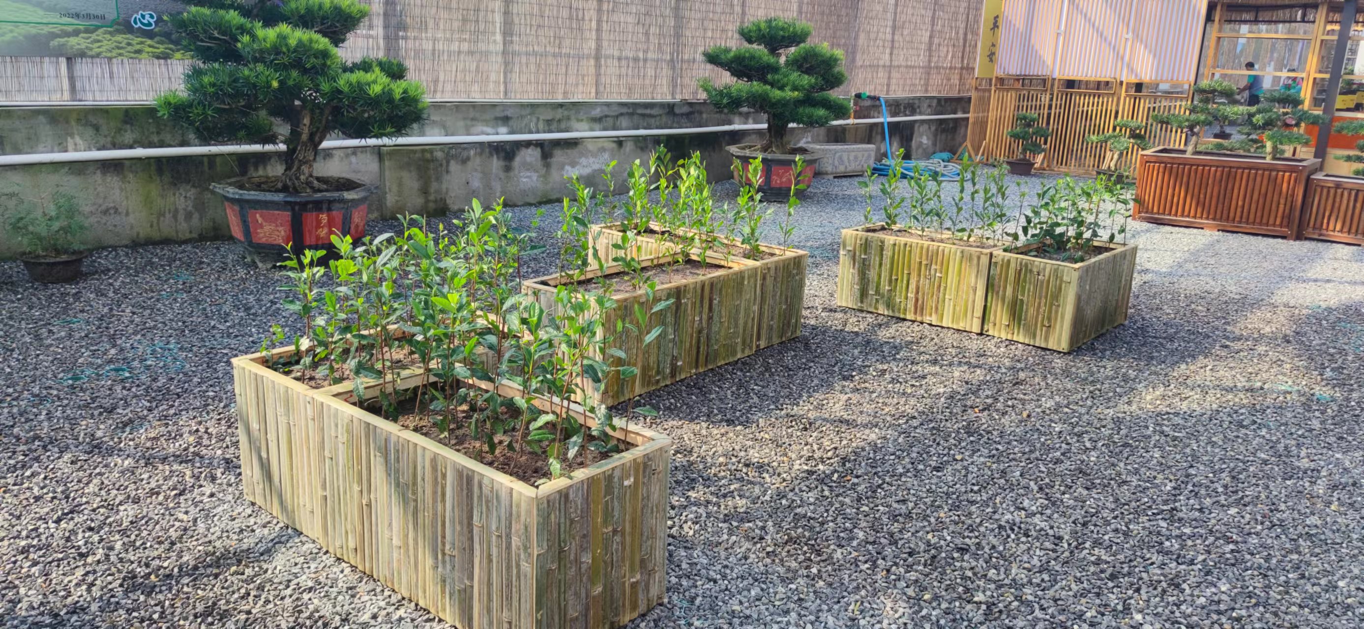 研究院開展茶樹試種項目