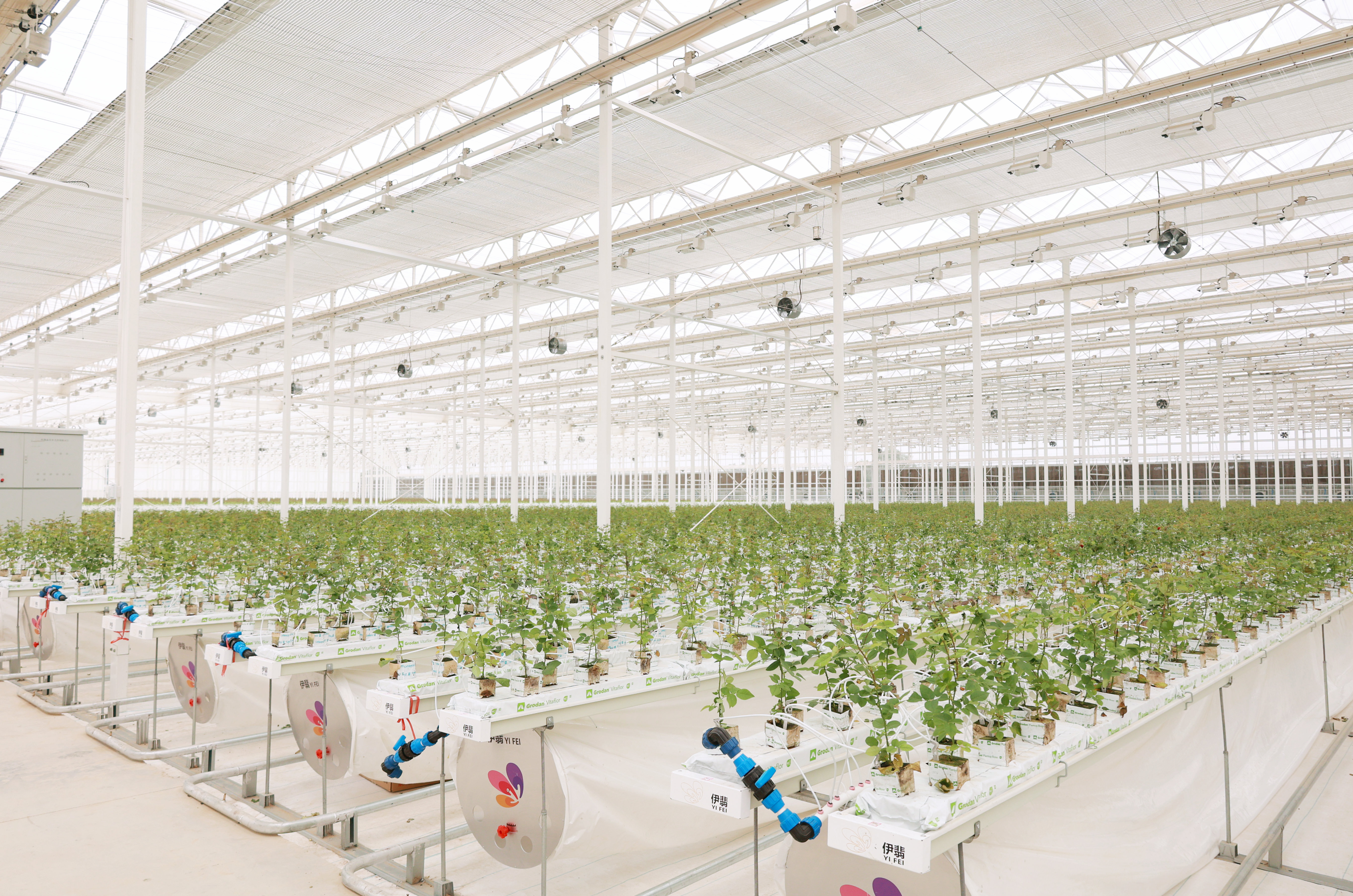 伊翡園藝切花玫瑰開始定植！