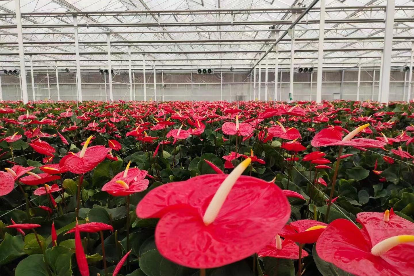 紅掌花開紅艷艷